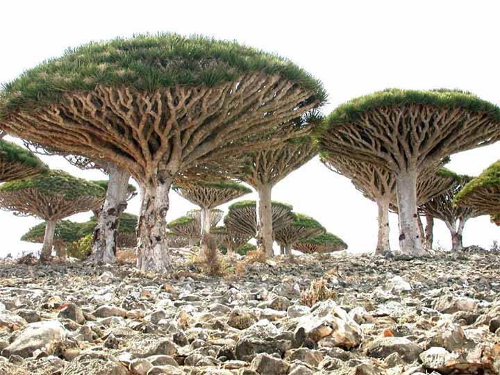 El mundo perdido de Socotra: el lugar más extraño de la Tierra