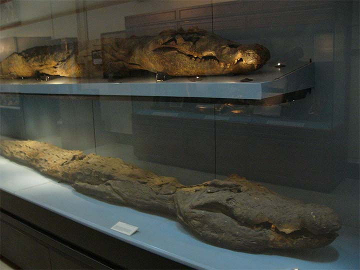 Los egipcios adoraban a un dios con cabeza de reptil y necesitaban miles de momias de cocodrilos