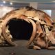 La impresionante cabaña de 25.000 años construida con huesos de mamut