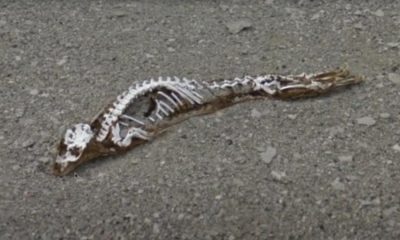 Aparece esqueleto de una misteriosa "bestia prehistórica" ​​en la Antártida