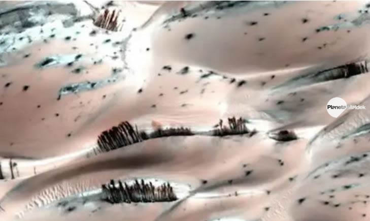 ¿Existen árboles en Marte?