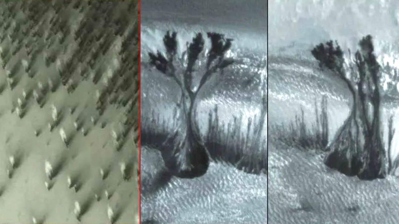 ¿Árboles en Marte? Extrañas imágenes de algo que nos ocultan