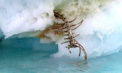 Misterioso esqueleto gigante visto en un iceberg de Terranova ¿Un plesiosaurio?