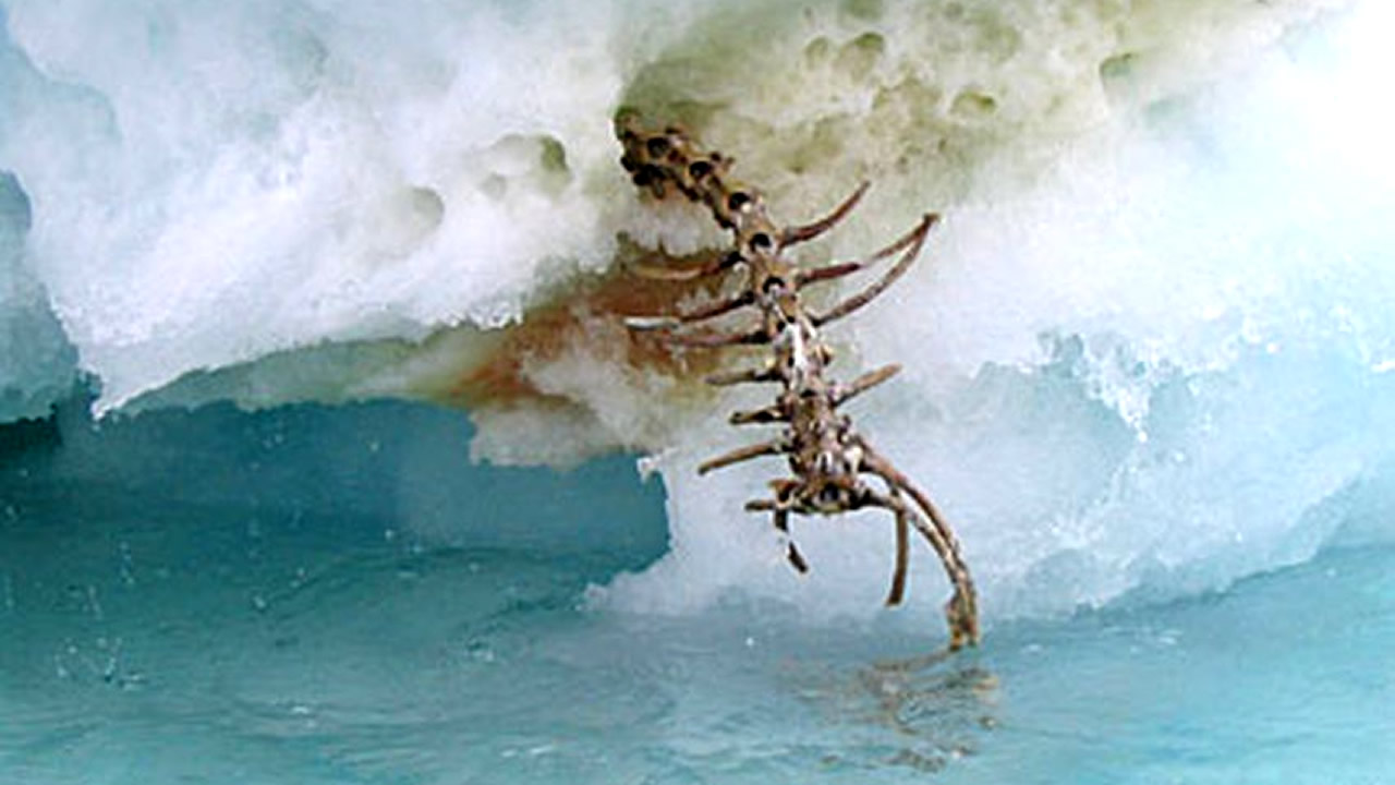 Misterioso esqueleto gigante visto en un iceberg de Terranova ¿Un plesiosaurio?