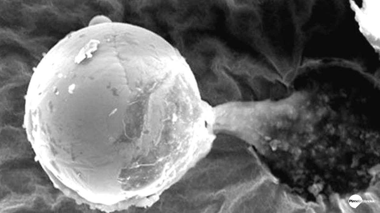 Misteriosa esfera de titanio con extraño líquido biológico llegó a la Tierra desde el espacio
