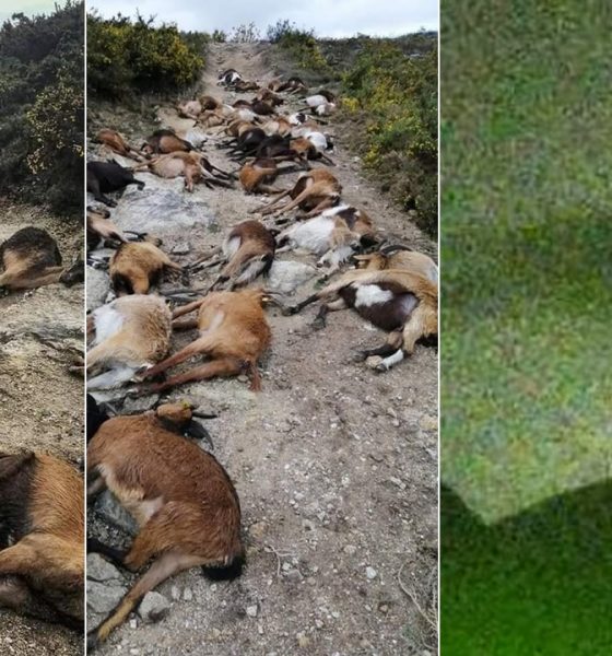 Extraño rayo hace explotar desde el interior a 68 cabras en Portugal