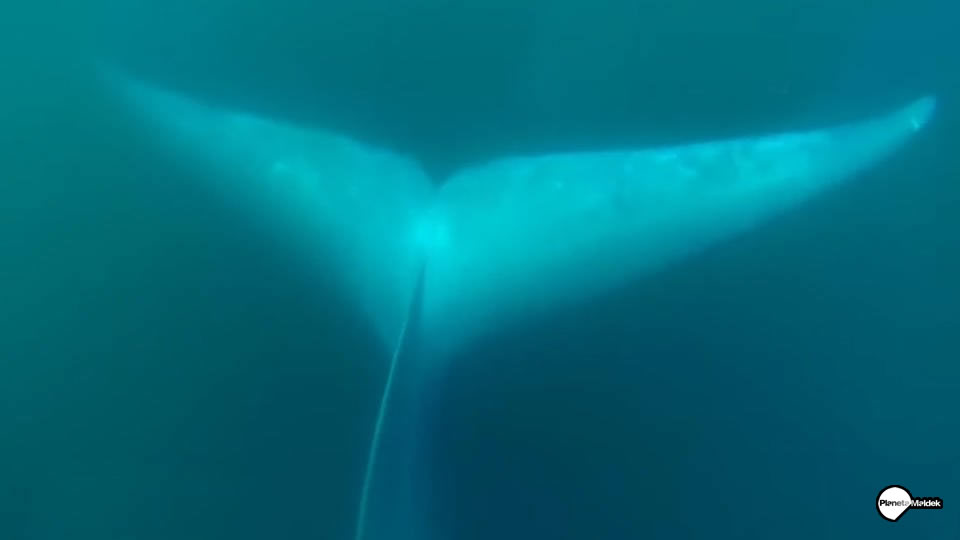 Animales marinos de las profundidades