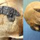 Hallado un cráneo alargado de 2.000 años con una pieza de metal implantada