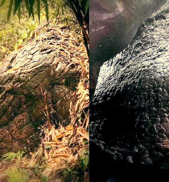 El misterio de la estructura que parece una serpiente gigante fosilizada en una cueva de Tailandia