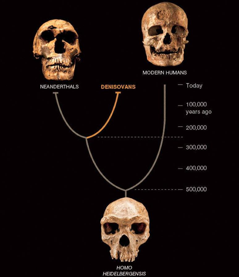 Un tercer tipo de humanos, llamados denisovanos, parece haber coexistido en Asia con los neandertales y los primeros humanos modernos. Los dos últimos se conocen a partir de abundantes fósiles y artefactos. Los denisovanos se definen hasta ahora solo por el ADN de un fragmento de hueso y dos dientes, pero revela un nuevo giro en la historia humana