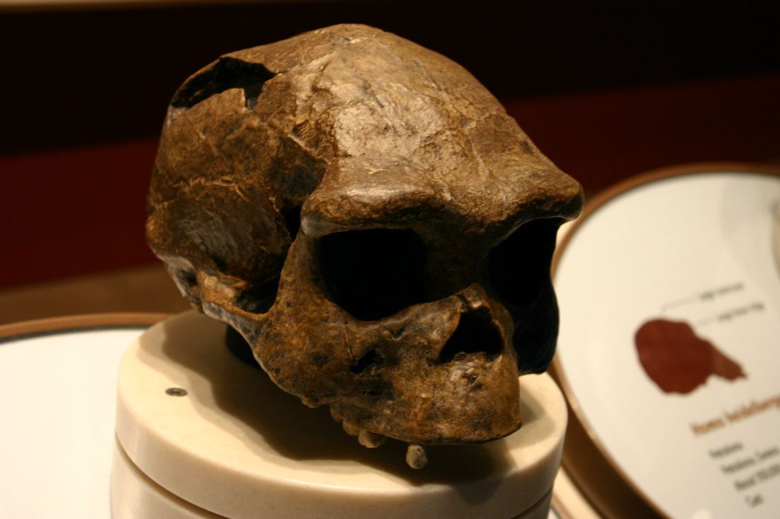 El esqueleto de la cueva de la Sima de los Huesos se ha asignado a una especie humana primitiva conocida como Homo heidelbergensis. Sin embargo, los investigadores dicen que la estructura del esqueleto es similar a la de los neandertales, tanto que algunos dicen que la gente de la Sima de los Huesos eran en realidad neandertales en lugar de representantes del Homo heidelbergensis