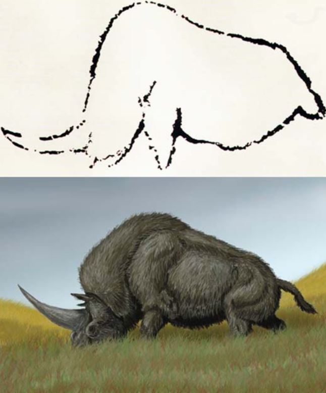 Arriba: Arte rupestre de Rouffignac, Francia, que se cree representa al extinto Elasmotherium. (Dominio público) Abajo: Elasmotherium sibiricum. (DiBgd/ CC BY SA 3.0)