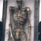 Desaparición de antiguas poblaciones de gigantes: el misterio de enormes esqueletos hallados