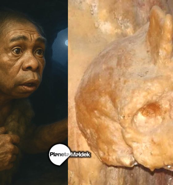 Un misterioso cráneo hallado en Grecia de 300.000 años no era ni humano ni neandertal, según una investigación