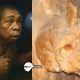 Un misterioso cráneo hallado en Grecia de 300.000 años no era ni humano ni neandertal, según una investigación