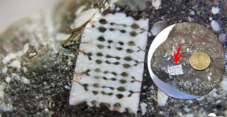 El «Microchip» hallado en una roca de 250 millones de años